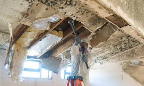 Best Mold Odor Removal Services  in Country Walk, FL